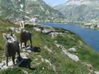 Auf dem Grimselpass