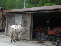 Kutschfahrt ins Val Roseg 
