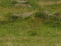 Murmeltier im Val Roseg 