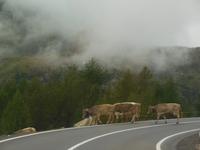 Almabtrieb auf dem Bernina Pass 