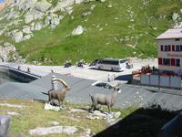 auf dem Grimselpass