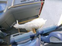 auf der Schwägalp... (Ziege im Bus!)