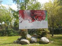 Kamelienpark in Locarno