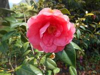 Kamelienpark in Locarno