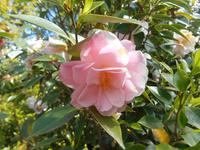 Kamelienpark in Locarno