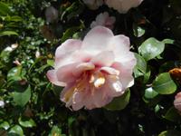 Kamelienpark in Locarno