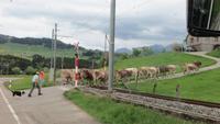 0021 Appenzeller Land - Kühe werden nach Hause getrieben