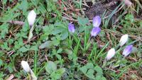 0131 Wanderung auf der Schwägalp - wilde Krokusse
