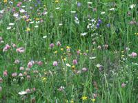 Wir spazieren durch schöne Blumenwiesen