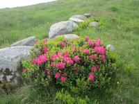 Wanderung von der Bettmeralp zur Riederalp