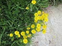Wanderung von der Bettmeralp zur Riederalp