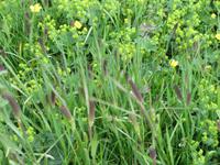 Wanderung von der Bettmeralp zur Riederalp