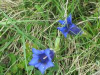 Wanderung von der Bettmeralp zur Riederalp