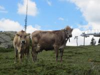 Wanderung von der Bettmeralp zur Riederalp