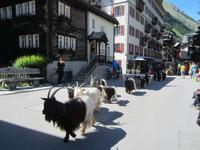 Zermatt, Ziegentreiben durch den Ort