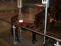 Zermatt, Matterhornmuseum