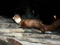 Zermatt, Matterhornmuseum