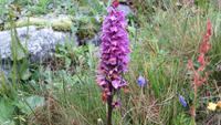 166 Wilde Orchidee - gefleckter Fingerwurz