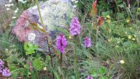 168 Wilde Orchidee - gefleckter Fingerwurz