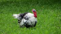 351  Freilichtmuseum Ballenberg - Truthahn