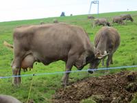 398 Rückfahrt von der Rigi