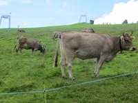 400 Rückfahrt von der Rigi