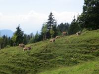 402 Rückfahrt von der Rigi