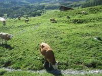 Grindelwald Grund, Fahrt zum Jungfraujoch