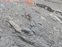 Auf dem Schilthorn, Steinböcke