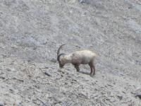Auf dem Schilthorn, Steinböcke