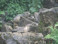 Die putzigen Murmeltiere