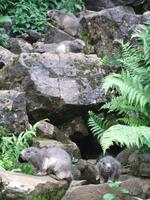 Gleich vier Murmeltiere lassen sich sehen