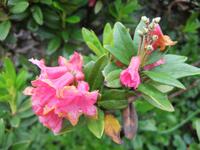 Auf der Moosfluh blühen noch die Alpenrosen