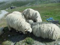 Schwarznasenschafe auf Blauherd