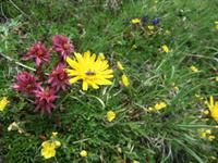 Unterwegs auf dem Blumenweg