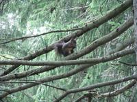 Das Eichhörnchen lässt es sich schmecken