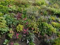 Alpinum auf der Schatzalp