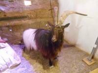 Matterhorn Museum Zermatt (Walliser Schwarzhalsziege)