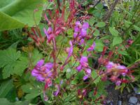 Alpinum auf der Schatzalp