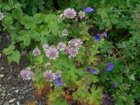 Alpinum auf der Schatzalp