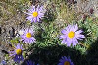 Alpenflora am Rothorn