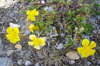 Alpenflora am Rothorn (Alpenmohn)