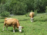 Der Rückweg zur Oeschinenbahn