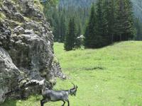 Der Rückweg zur Oeschinenbahn