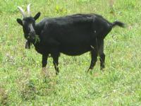 Der Rückweg zur Oeschinenbahn