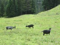 Der Rückweg zur Oeschinenbahn