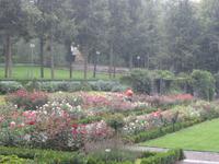 Stadführung in Bern, Rosengarten