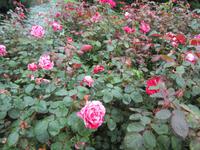 Stadführung in Bern, Rosengarten