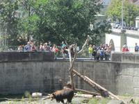 Stadtführung in Bern. Bärengraben
