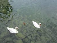 Luzern, Stadtführung,Schwäne an der Kapellbrücke